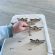 Jeu en bois - memory libellules